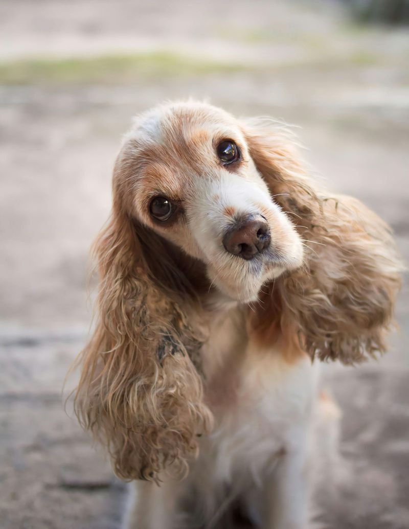 11 highly expressive dog breeds that seem to understand people on another level 8 English Cocker Spaniel