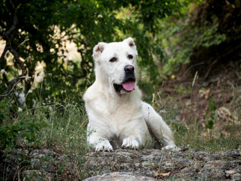 Central Asian Shepherd Dog
