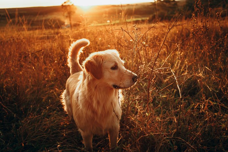 10 breeds worth loving despite the extra housekeeping - plus 3 that won't keep your vacuum nearly as busy 3 Golden Retriever: Sunshine on Four Legs