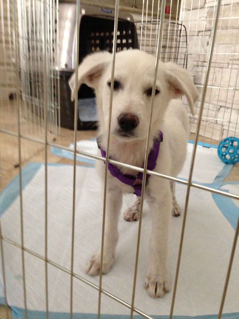 Many dogs are already trained