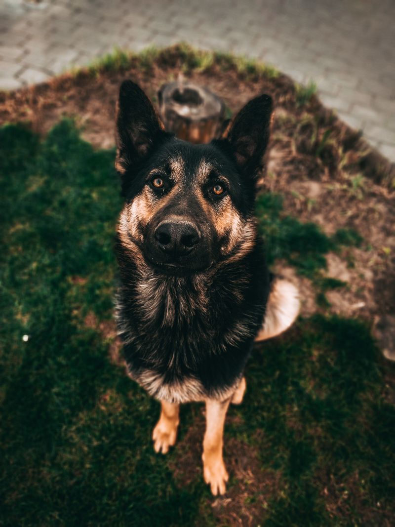 Love alone isn't enough for these 12 dog breeds to reach their full potential 5 German Shepherd