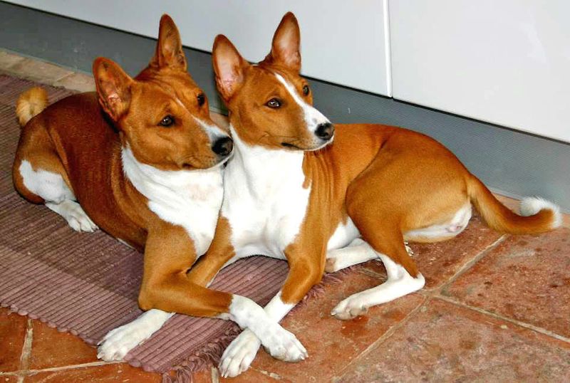 Winning the trust of these 11 dog breeds may take time - but owners rarely forget the reward 4 Basenji