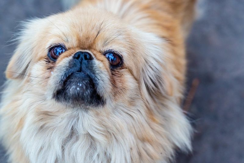 Pekingese