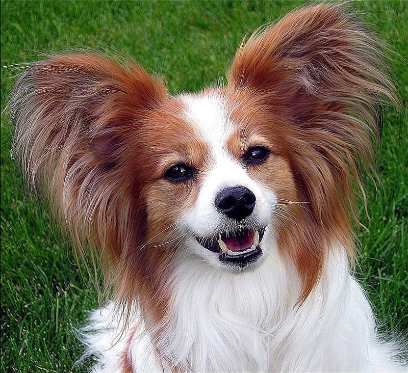 Think tiny dogs know they're tiny? These breeds provide some hilarious evidence to the contrary 8 Papillon