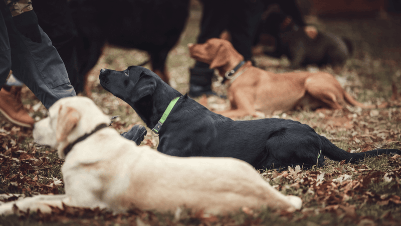 Male or female? These 11 differences may matter more than most adopters realize 7 Females may be easier to manage around other females