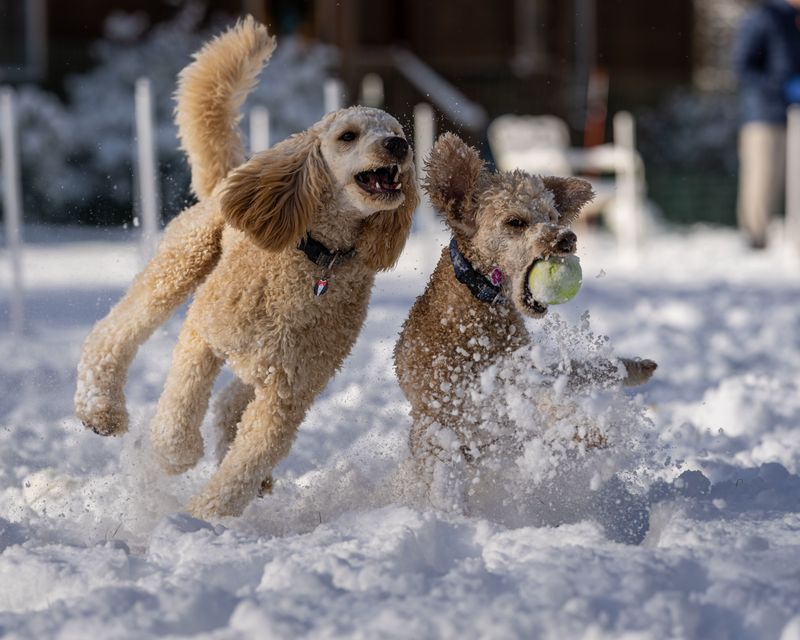 These clever dogs often catch on quickly - As long as the rules don't keep changing 2 Poodle - Brainy and eager to please