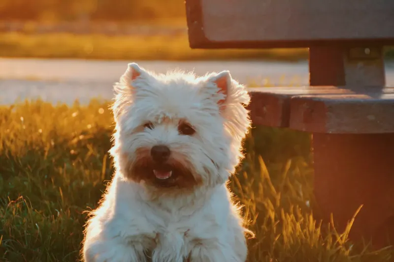 13 dogs that teach owners patience the hard way, then reward it 8 Skye terrier