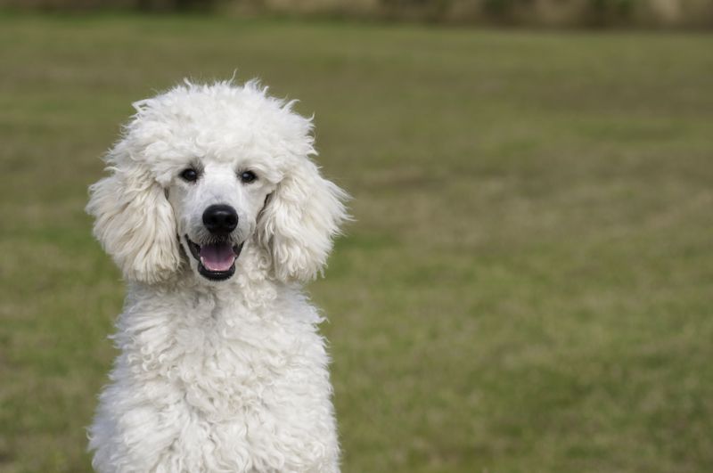 27 Dog Breeds Known for Their Adaptability to Different Lifestyles 4 Poodle (Toy, Miniature, Standard)
