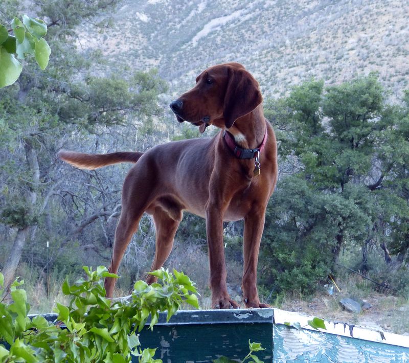 Coonhound