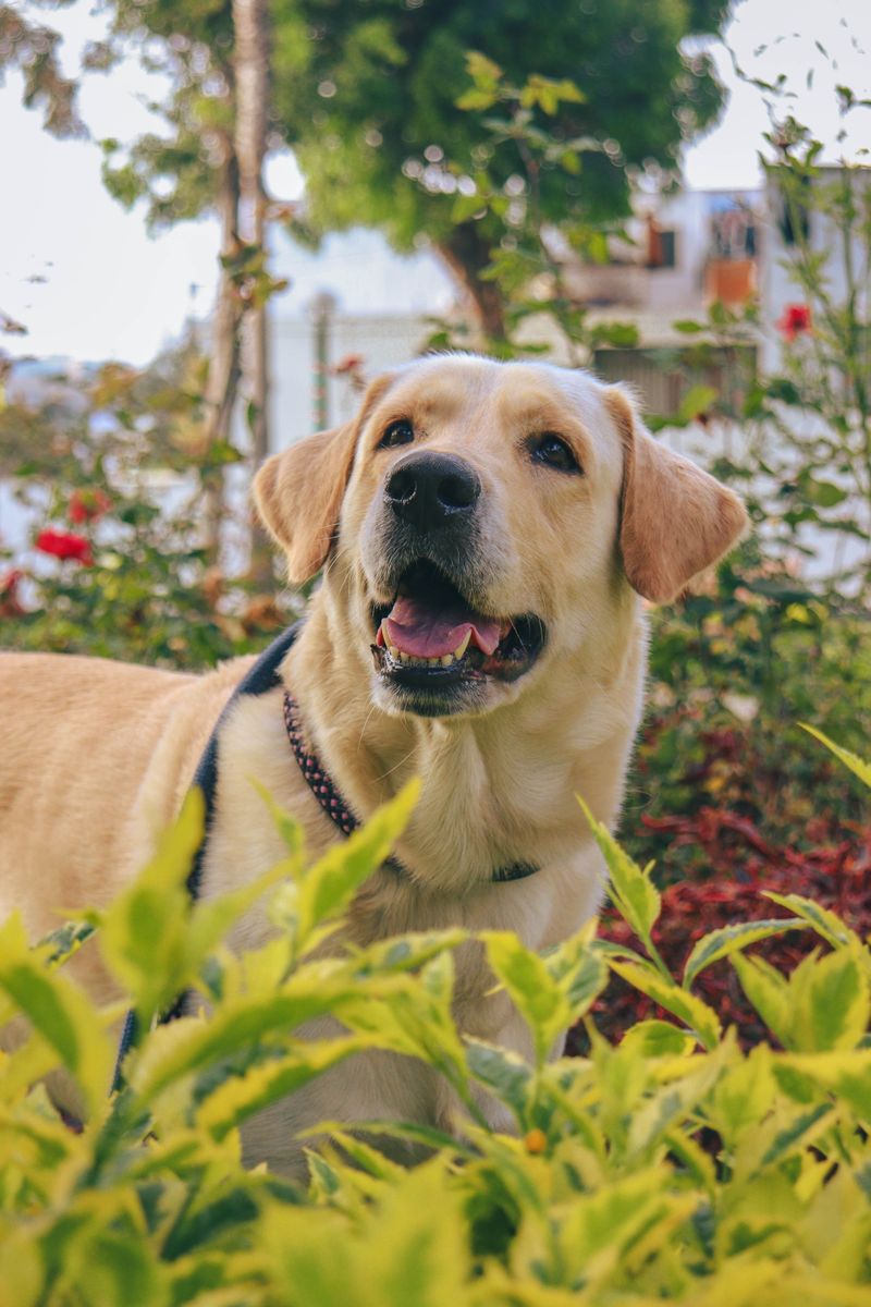 The perfect dog for your twenties may not be the perfect dog later - these breeds show why 10 Labrador Retriever