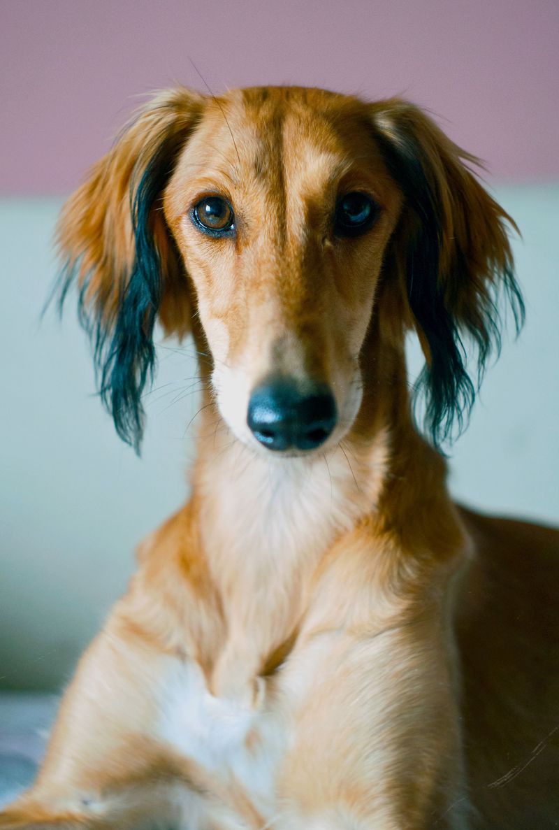 Some dog breeds become more interesting the longer you live with them - and some rarely show their full personality early on 14 Saluki