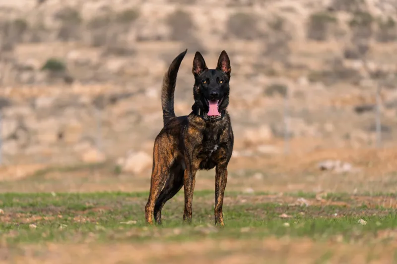 14 active dog breeds known for destructive behavior when under-stimulated 13 Dutch Shepherd