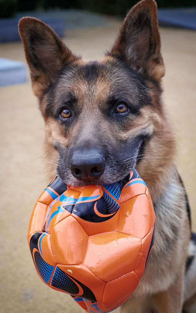 German Shepherd 