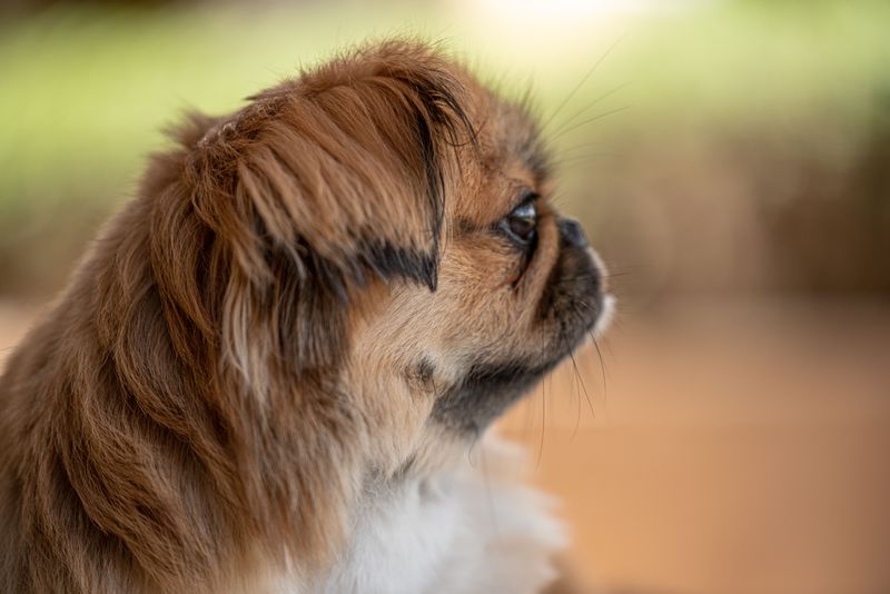 Some dogs need a household full of action - These breeds can make quiet living feel complete 7 Pekingese