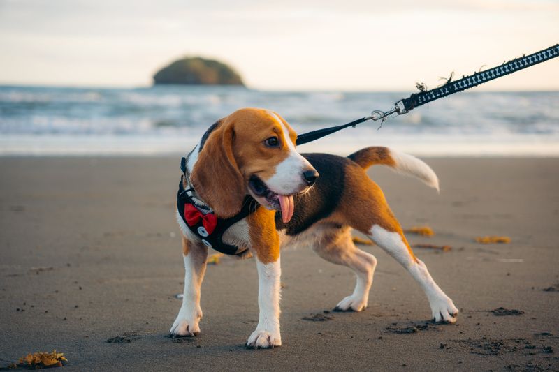 Beagle