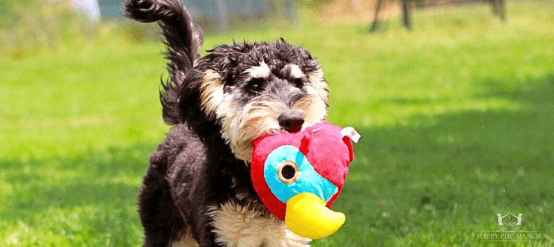 acting busy with a toy