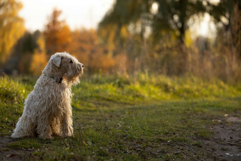 Tired of fur everywhere? These 10 low-shedding breeds are winning owners over fast 9 Soft Coated Wheaten Terrier