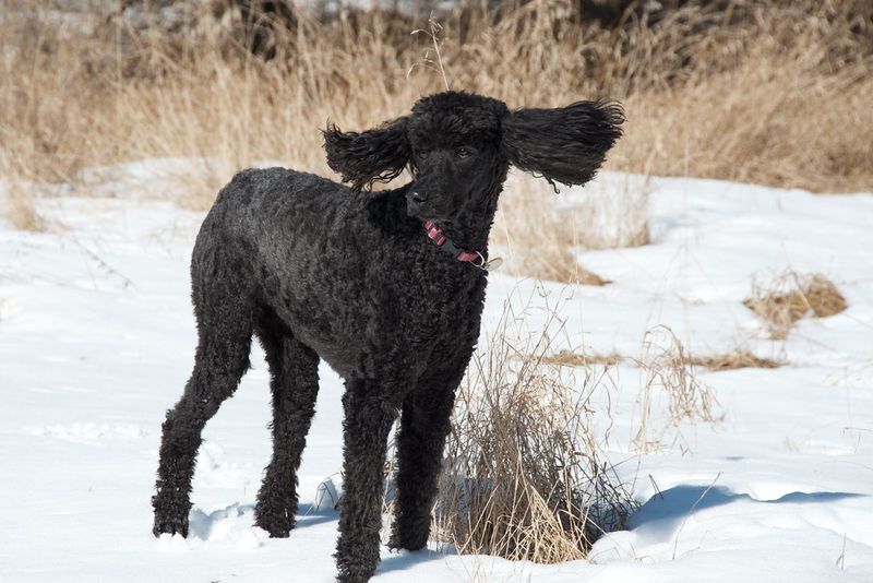 Standard Poodle
