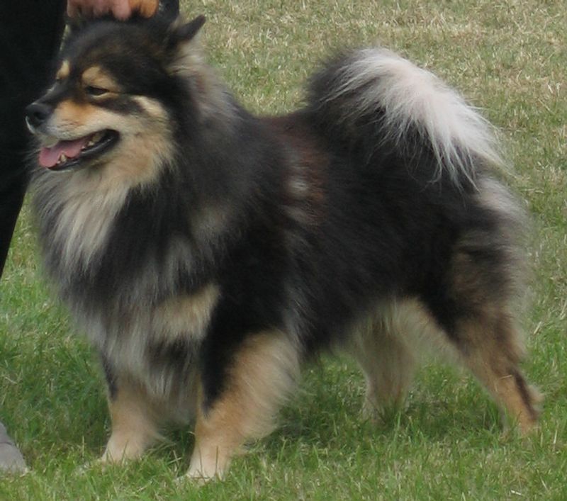 These dog breeds don't rush into every situation - they quietly figure it out first 10 Finnish Lapphund