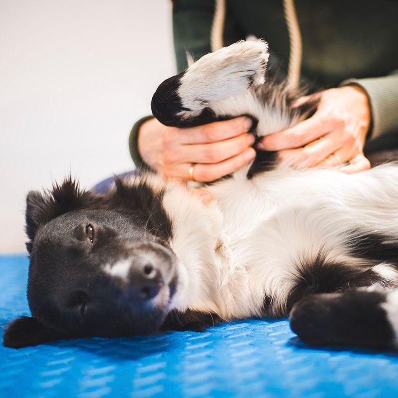 10 small acts that can make a huge difference for shelter dogs 8 Sponsor veterinary care
