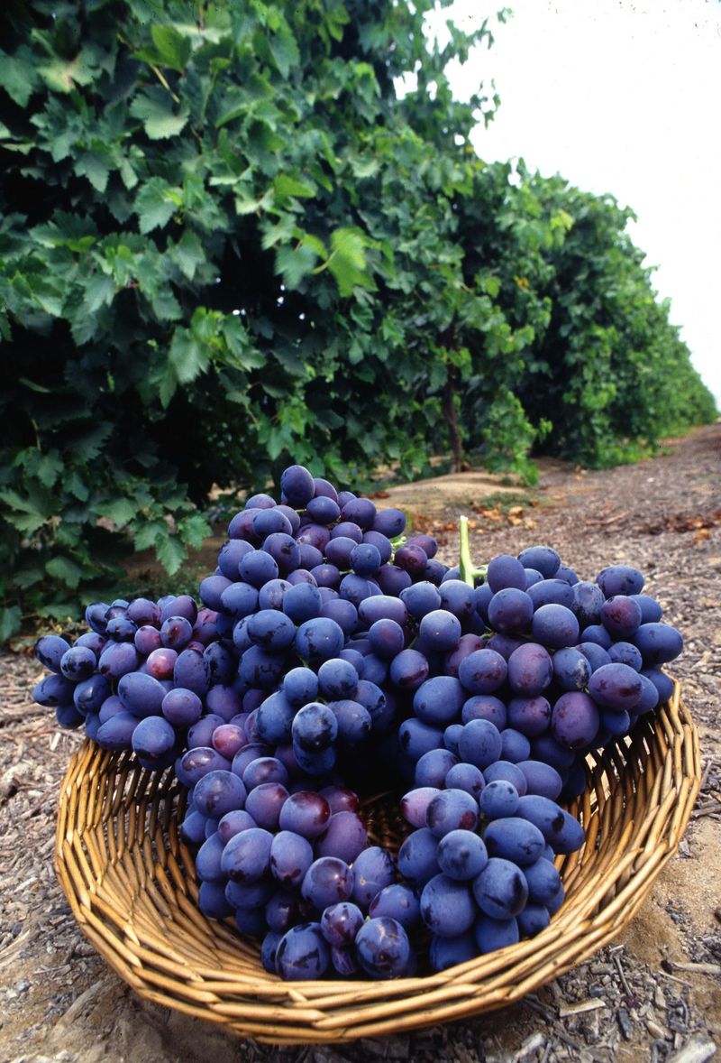 Grapes