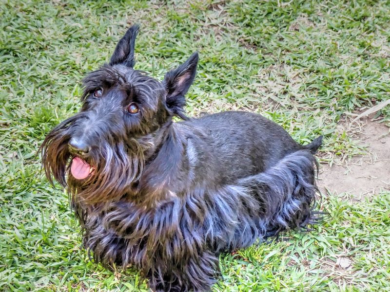 These once-familiar dog breeds have slipped from the spotlight without losing their devoted fans 7 Scottish Terrier