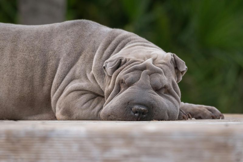 “Stop Letting Strangers Pet Your Dog” Posts Keep Starting Fights - 13 Breeds Named Most in Consent Debates 3 Shar Pei