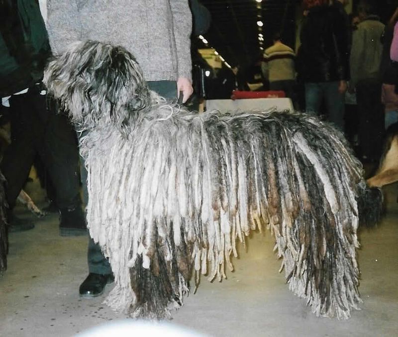 10 dog breeds so weird-looking most people assume they’re fake at first glance 7 Bergamasco Sheepdog