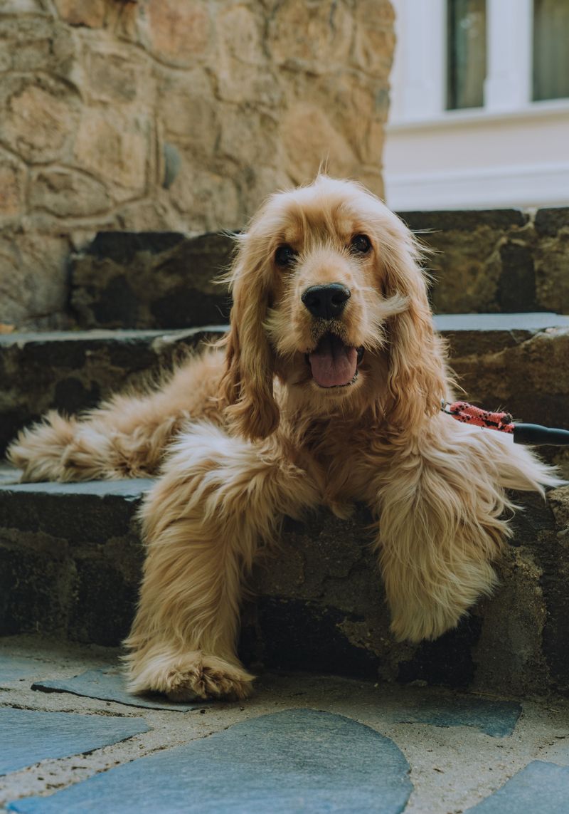 If your schedule changes often, these dog breeds deserve a little extra understanding 9 English Cocker Spaniel