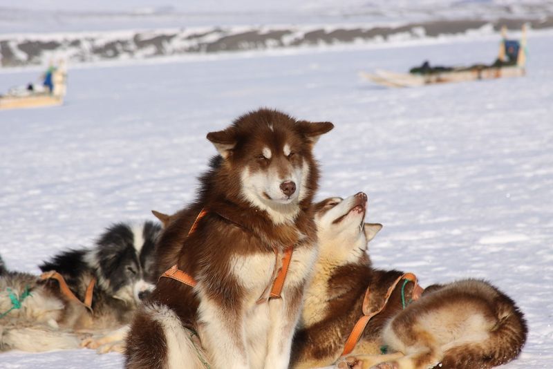 Greenland Dog