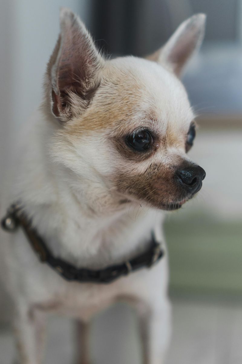 Chihuahua