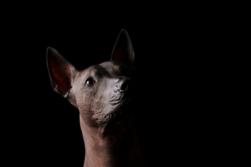 Xoloitzcuintli