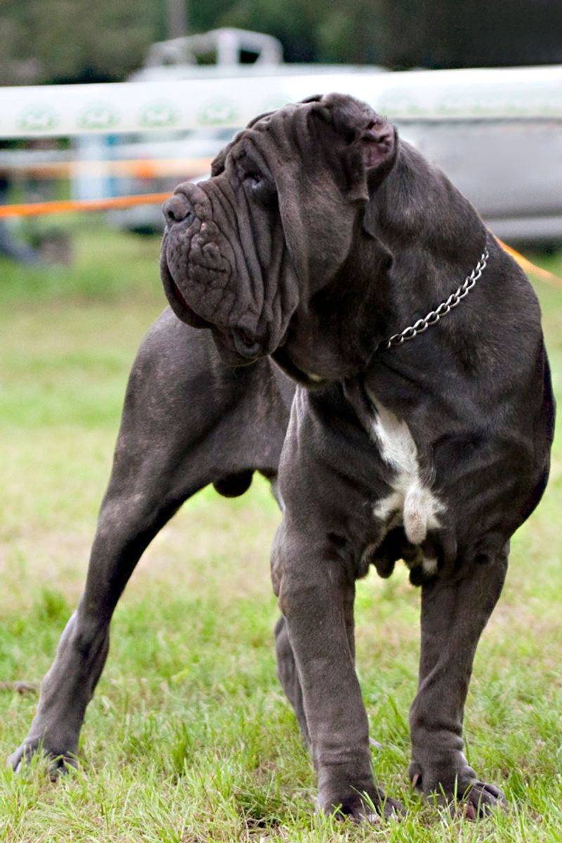 These 13 guard dogs don’t bark for attention - their presence alone is enough 12 Neapolitan Mastiff