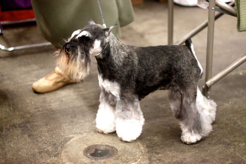 The calm confidence of these dog breeds often becomes contagious around the home 5 Standard Schnauzer