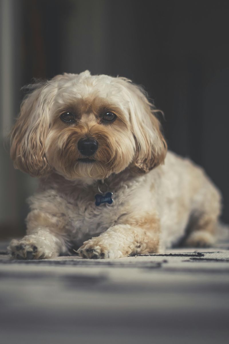 25 Dog Breeds Known for Their Relaxed Temperament and Love of Comfort 22 Havanese