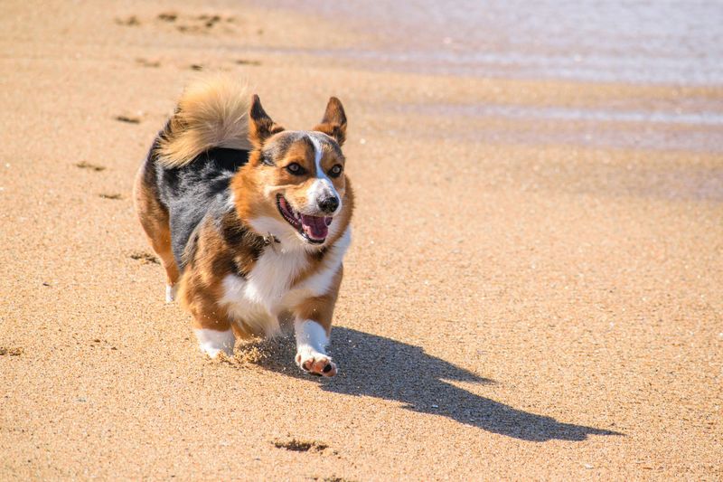 The sound of a snack wrapper means everything to these 15 dog breeds 7 Pembroke Welsh Corgi