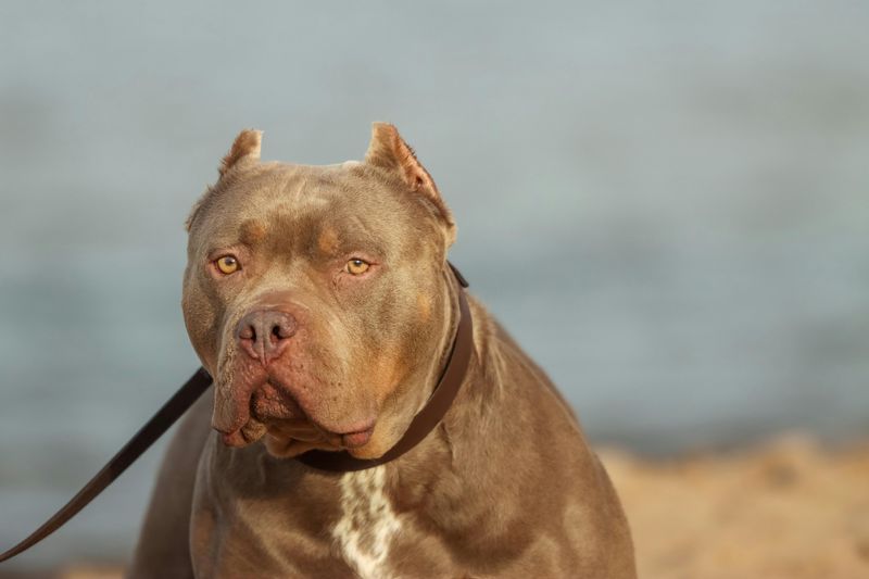 Pit Bull Terrier