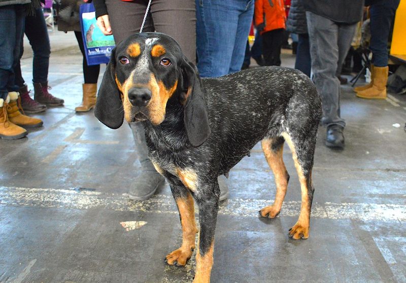 Black and Tan Coonhound