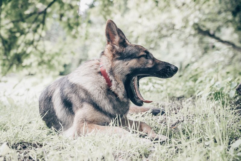 These 13 dog breeds often thrive when life follows a familiar rhythm 4 German Shepherd