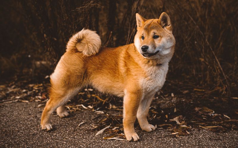 Your camera roll may never recover after bringing home one of these dogs 10 Shiba Inu