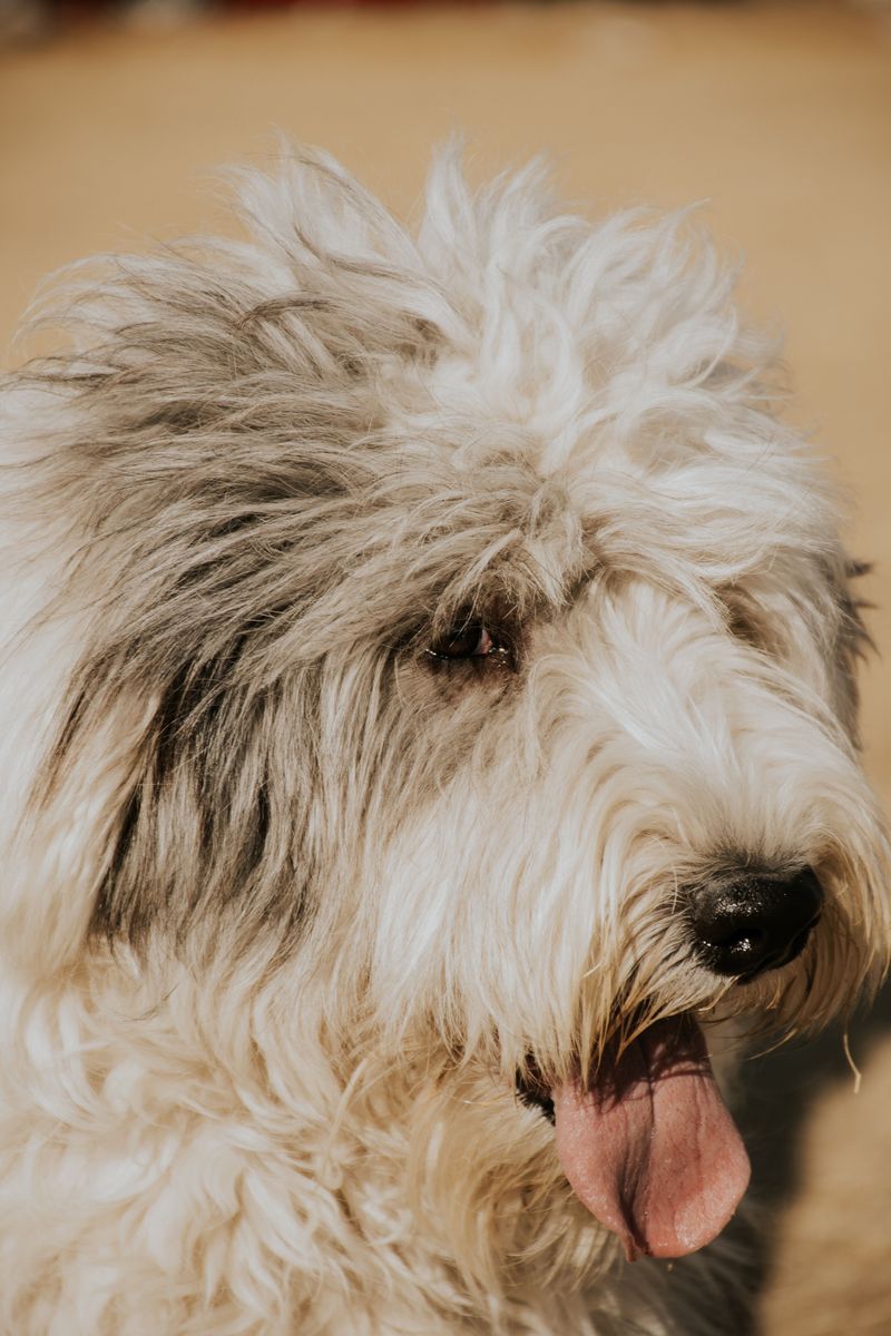 Fall in love with these dogs first and you may discover the maintenance schedule later - A few breeds flip that script 11 Old English Sheepdog: Mop on Four Legs