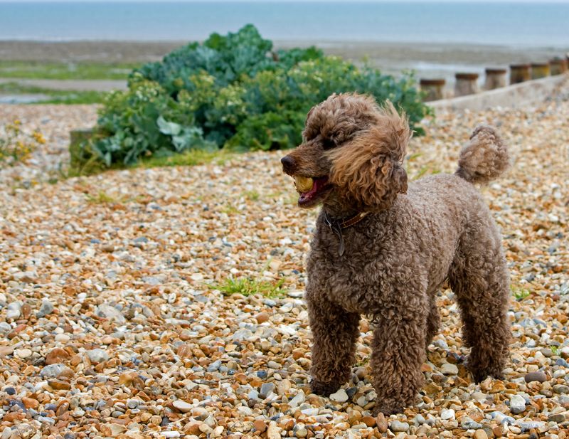 Miniature Poodle