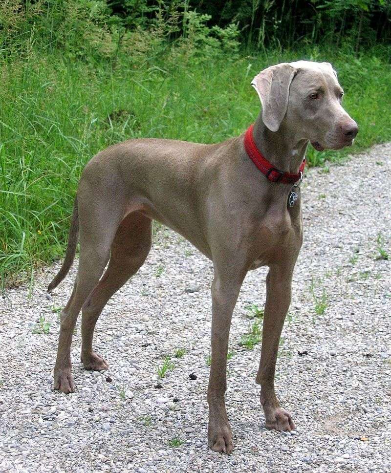 These 10 Breeds Are Being Picked by Runners - But Not for the Reason You Think 2 Weimaraner
