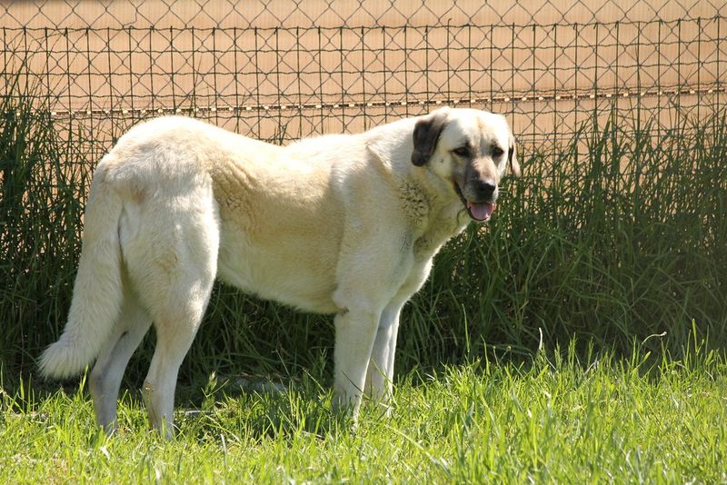 These 13 guard dogs don’t bark for attention - their presence alone is enough 8 Anatolian Shepherd