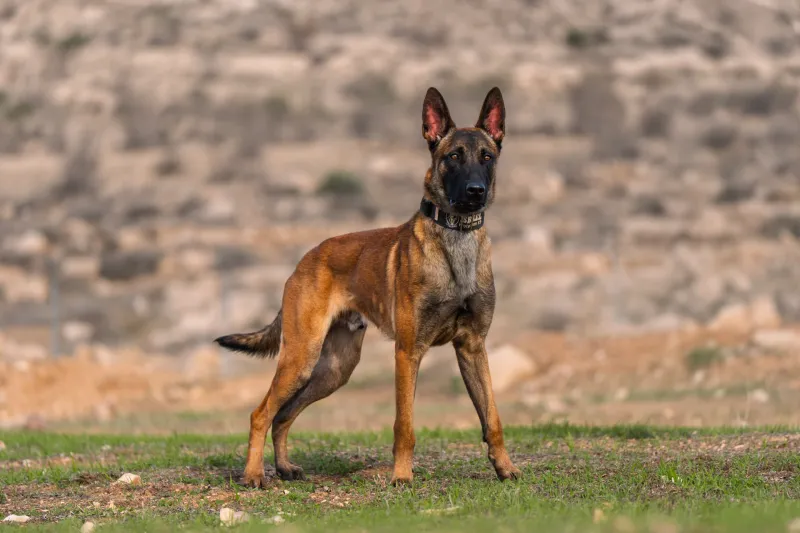 Belgian Malinois