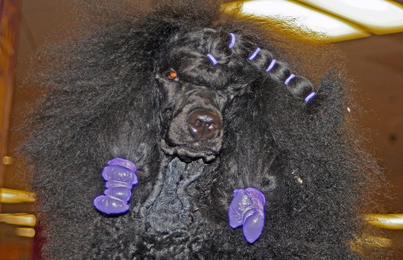 Choosing these dog breeds means planning for more than food and toys 14 Standard Poodle