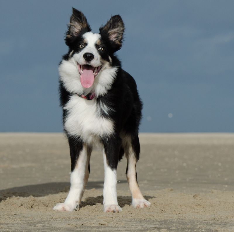 12 dogs that become far easier to live with once routines are respected and maintained 4 Border Collie