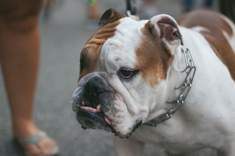 12 famous dog breeds veterinarians warn may not be the best choice 3 Bulldog