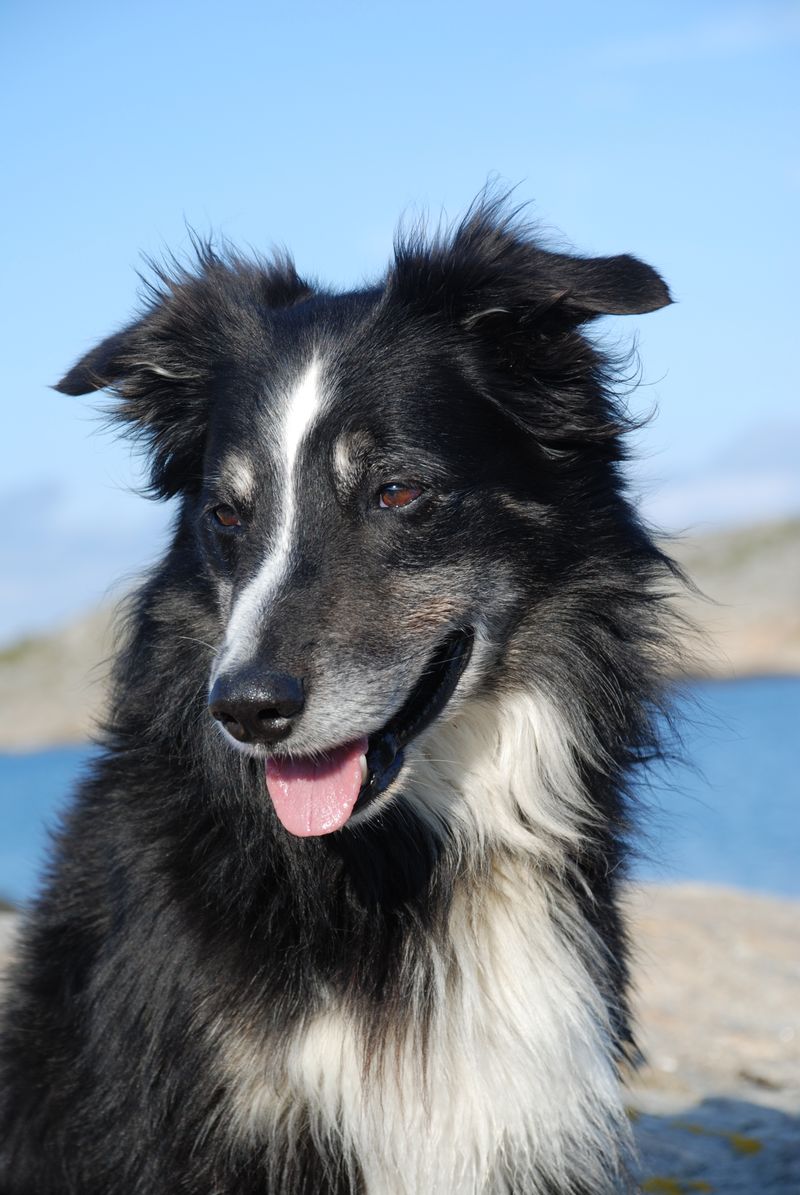 These 13 dogs ask for far more than food and walks - and that's exactly why many struggle 2 Border Collie