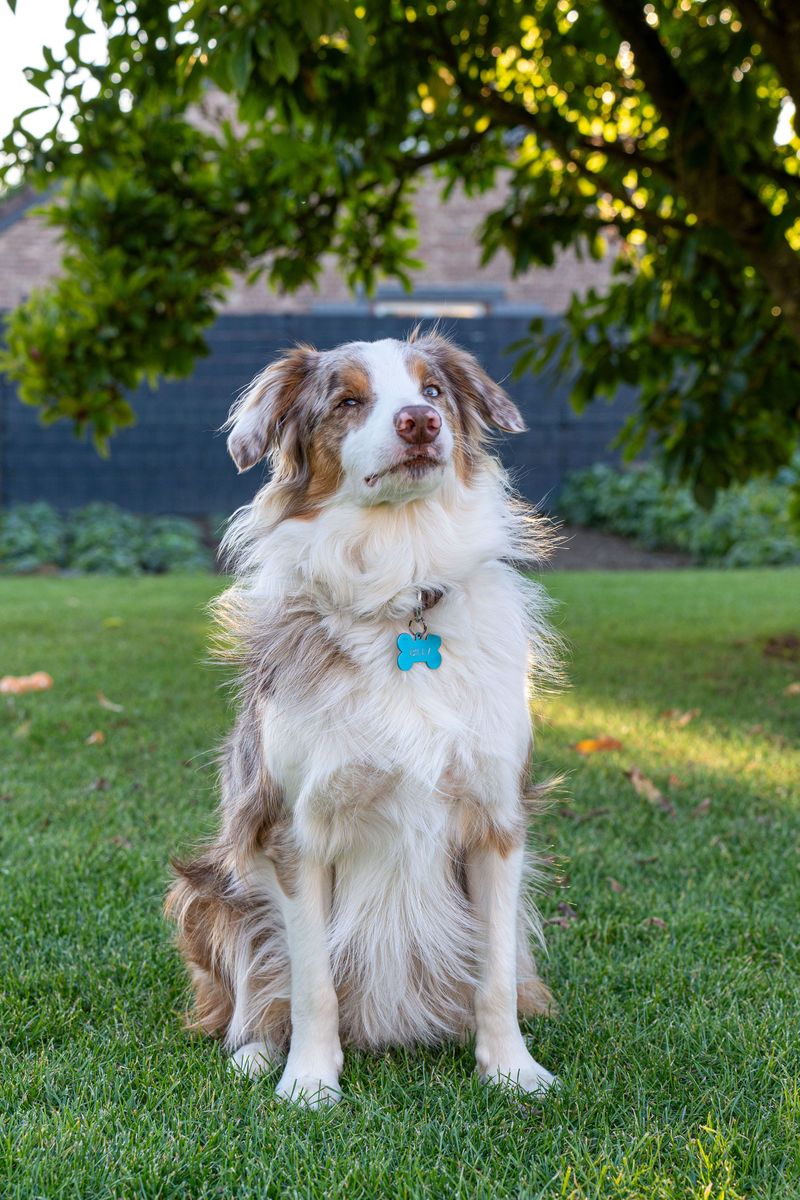 Friendly with people. Competitive with dogs. These 11 breeds often balance both 7 Australian Shepherd